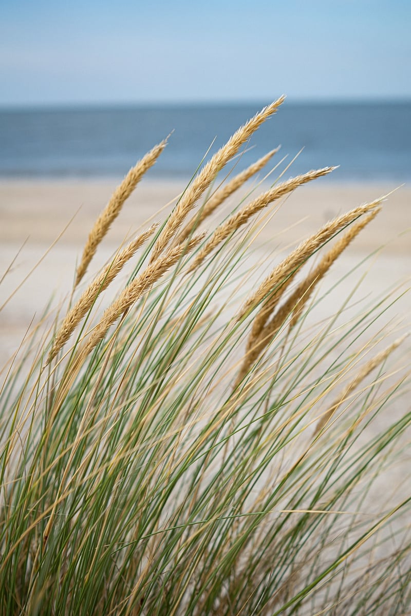 Beachfront Retreats